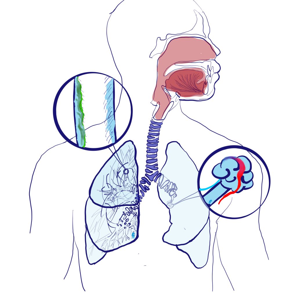 Afbeelding van longen gemaakt door Sophie Delemarre van Delemarre Hippische Zorg | Fysio in Stiphout ten behoeve van de blog over onder andere paardrijden met astma en de blog over ademtherapie