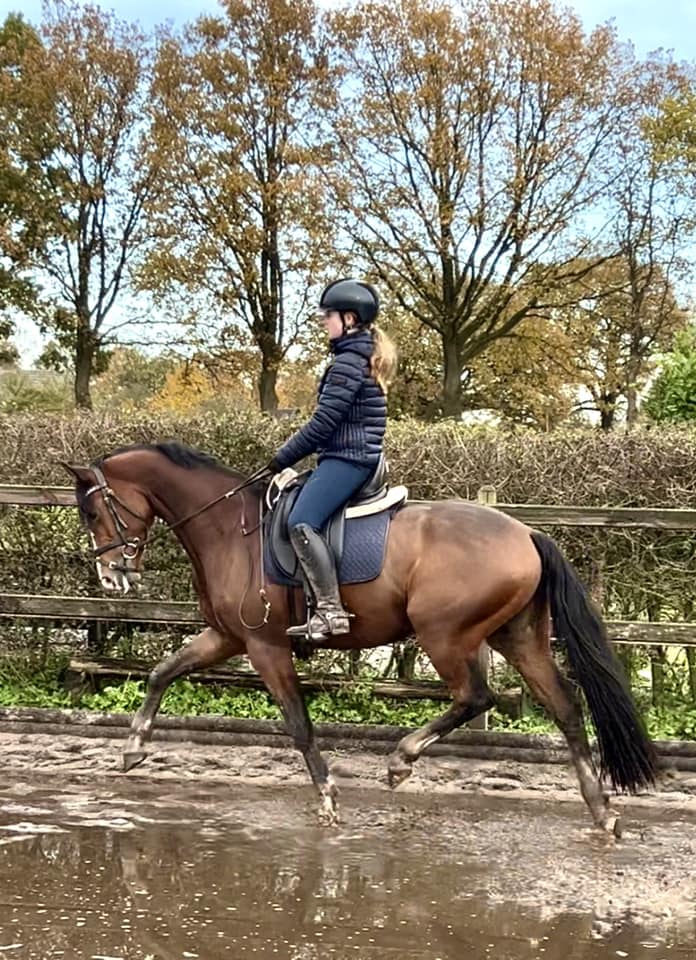 Afbeelding van aangepaste teugel