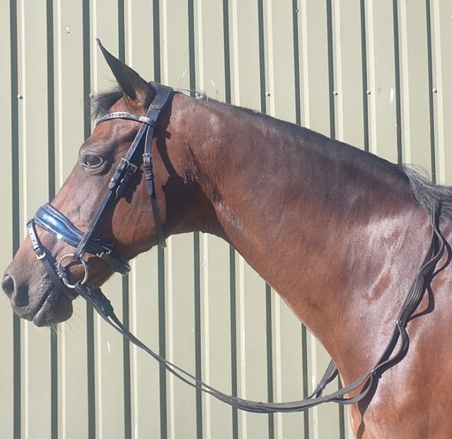 Afbeelding van aangepaste teugel