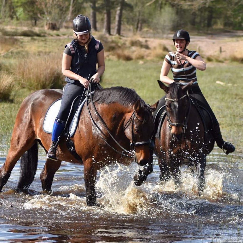 Paarden in het water, passend bij de blog over oververhitting tijdens paardrijden