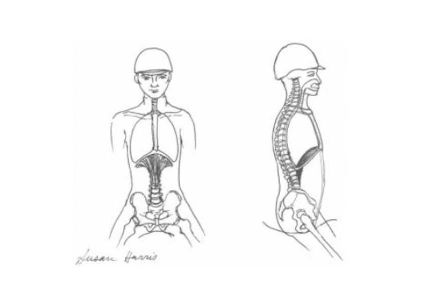 Afbeelding van Susan Harris van Centered Riding - het middenrif bij de ruitersporter en ademhalen tijdens het paardrijden.