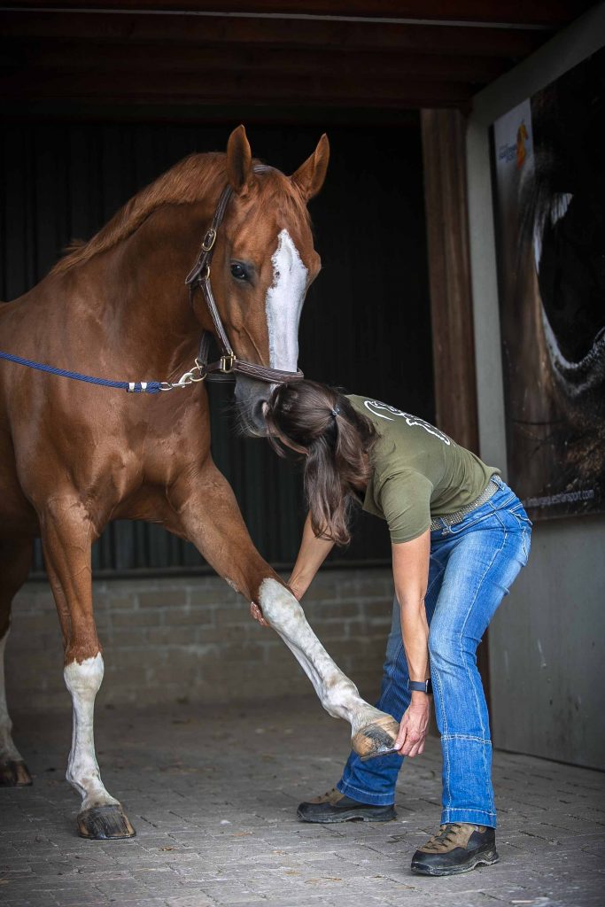 Dierfysio Francis Gommans rekt het linkervoorbeen van een paard